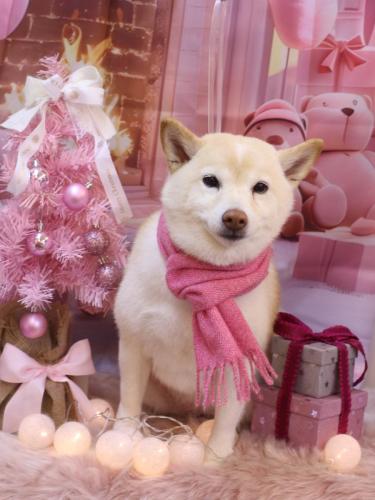 20241221メイちゃん